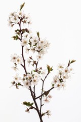 flower Photography, Cherry blossoms Okame Close up view, Isolated on white Background