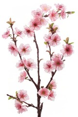 Fototapeta premium flower Photography, Cherry blossoms Okame Close up view, Isolated on white Background