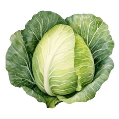 Fresh green cabbage with vibrant layers, perfect for healthy meals and salads. High-quality image showcasing organic produce.