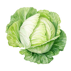 Fototapeta premium Fresh green cabbage with vibrant leaves, isolated on a white background. Perfect for salads, cooking, and healthy eating visuals.