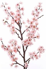 Obraz premium flower Photography, Cherry blossoms Shidare Zakura Close up view, Isolated on white Background