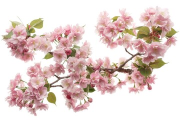 Obraz premium flower Photography, Cherry blossoms Shidare Zakura, Isolated on white Background