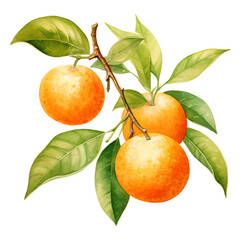Watercolor illustration of ripe oranges on a branch with green leaves, perfect for nature-themed designs and culinary projects.