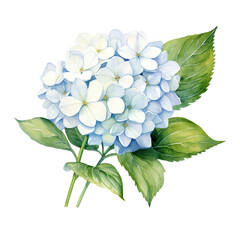 Watercolor painting of delicate blue and white hydrangea flowers with green leaves, perfect for spring and floral themed designs.