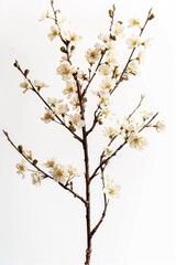flower Photography, Cherry blossoms Shirofugen , Isolated on white Background