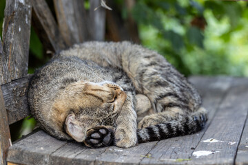 Cat curled up on a wooden bench