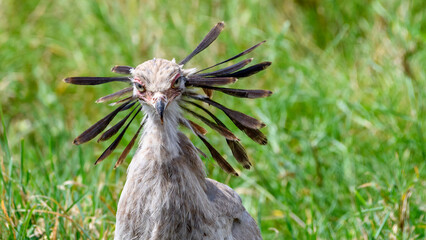 Tanzania, Serengeti's secretary bird (Sagittarius serpentarius)