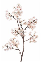 Obraz premium flower Photography, Cherry blossoms Somei Yoshino, Isolated on white Background