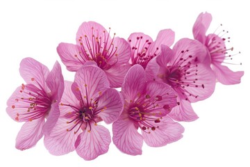 Fototapeta premium flower Photography, Cherry blossoms Ukon, Isolated on white Background