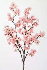 Obraz premium flower Photography, Cherry blossoms Yaezakura, Isolated on white Background 