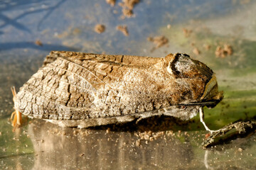Weidenbohrer auf der Wiese