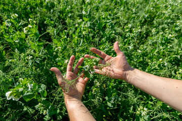 Hands holding a pea flower blooming on the branches of plants in the fields