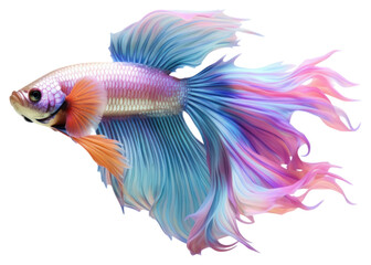 Fototapeta premium PNG Colourful Betta fish animal white background pomacentridae.