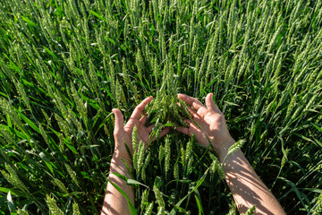 Close-up of hand touching wheat on field .