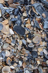 Seashells on the beach. Jacksonville, Florida.