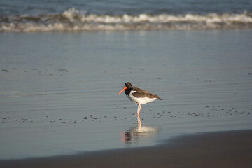 bird on the beach