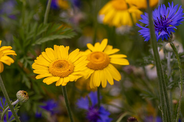 Cota tinctoria, the yellow or dyers chamomile blooming in wildflower meadow