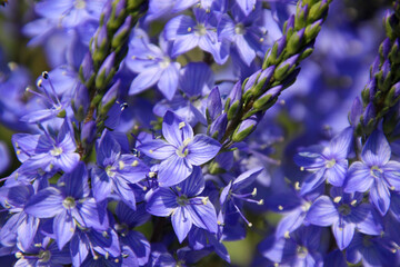 Texture of Broadleaf speedwell plants ( Veronica teucrium ) with lots of blue blossoms on a meadow
