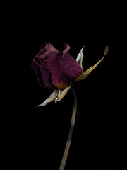 The red rose withered on black background