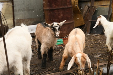 Young baby goat grazing on an animal farm