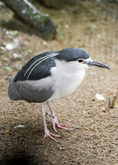 Portrait of a night heron. Bird in close-up. Nycticorax nycticorax.
