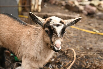 Young baby goat grazing on an animal farm