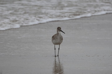 Adult Sandpipers on the beach. Ocean front, Florida.