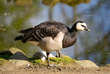 Portrait of a barnacle goose. Bird in natural environment. Branta leucopsis.
