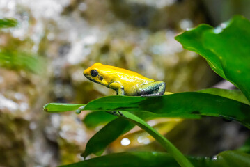 Yellow poison dart frog in nature. Close-up of the animal. Dendrobatidae. Phyllobates terribilis.
