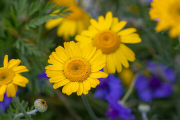 Cota tinctoria, the yellow or dyers chamomile blooming in wildflower meadow