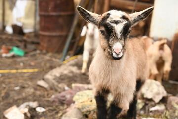 Young baby goat grazing on an animal farm