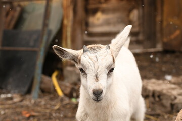 Young baby goat grazing on an animal farm