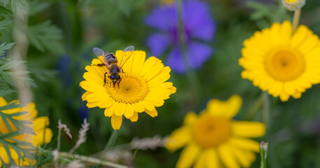 Bee on a Cota tinctoria, the yellow or dyers chamomile blossom