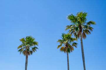 太陽に照らされるヤシの木