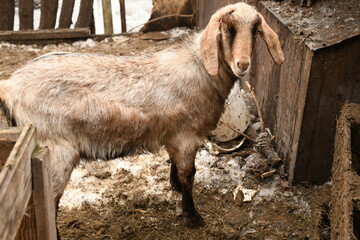 Obraz premium Goats grazing on an animal farm