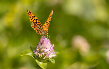 butterfly, insect, flower, nature, summer, macro, animal, wildlife, wings, garden, orange, fly, colorful, spring, beautiful, beauty, plant, fauna, wing, leaf, bug, yellow, pink, meadow