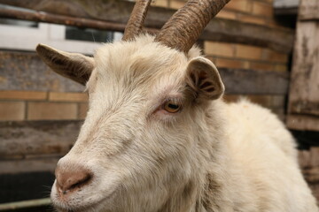 Goats grazing on an animal farm