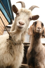 Fototapeta premium Goats grazing on an animal farm