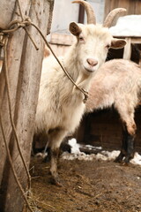 Obraz premium Goats grazing on an animal farm