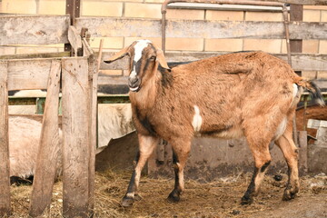 Obraz premium Goats grazing on an animal farm