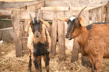 Fototapeta premium Goats grazing on an animal farm