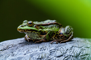 Observing a Green Frog Perched on a Rock in its Natural Environment, Captured in a CloseUp Shot