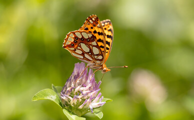 butterfly, insect, flower, nature, summer, macro, animal, wildlife, wings, garden, orange, fly, colorful, spring, beautiful, beauty, plant, fauna, wing, leaf, bug, yellow, pink, meadow