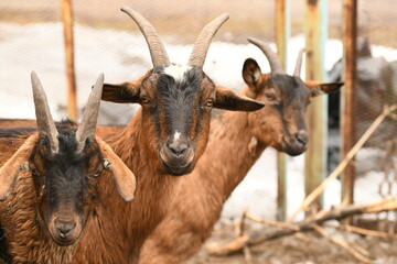 Goats grazing on an animal farm