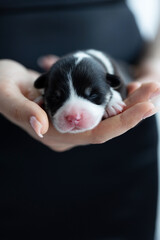 Beautiful portrait of a Corgi dog puppy.