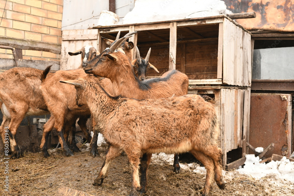 Wall mural goats grazing on an animal farm