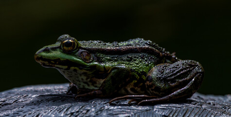 Observing a Green Frog Perched on a Rock in its Natural Environment, Captured in a CloseUp Shot
