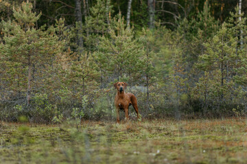 A Rhodesian Ridgeback dog in the woods