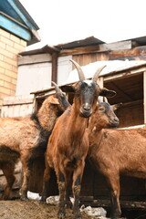 Goats grazing on an animal farm