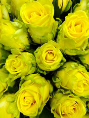 Bright Yellow Roses - Close-Up of a Cheerful Floral Arrangement
